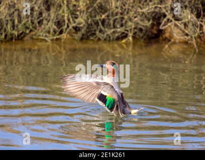 Green winged Teal Drake Stock Photo