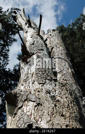 Dead pine tree with broken trunk and branches points defiantly towards the sky Stock Photo