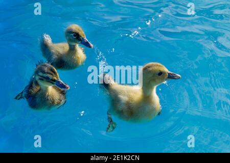Baby ducklings,  pool Stock Photo