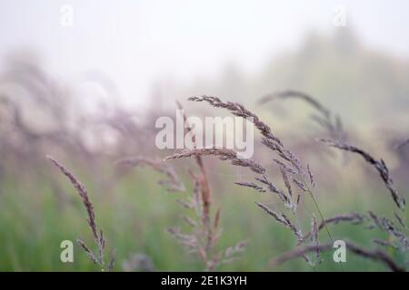 Blur. Lush panicles of wild grass closeup in dewdrops on a green meadow in the morning misty haze. Background. Selective focus. Soft airy background. Stock Photo
