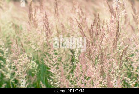 Blur. Lush panicles of wild grass close-up with ripe seeds of pastel beige tone on a green meadow. Background. Selective focus. Soft airy background. Stock Photo