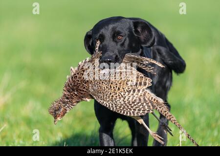 Portrait of a black Labrador retrieving a hen pheasant Stock Photo