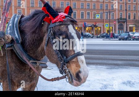 A nice brown harnessed horse for walks stands on the city street in winter. horizontal orientation, selective focus. Stock Photo