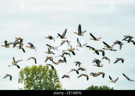 A large flock of geese silhouetted against a blue and white sky. Movement, selective focus Stock Photo