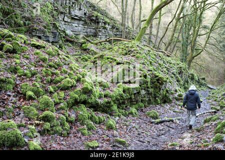 Geologist in Nettler Dale at the site of the historic Ashford Black Marble Mine Stock Photo