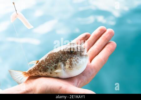 Poisonous Fugu fish is lying on the palm of the hand, Gulf of Thailand. Stock Photo