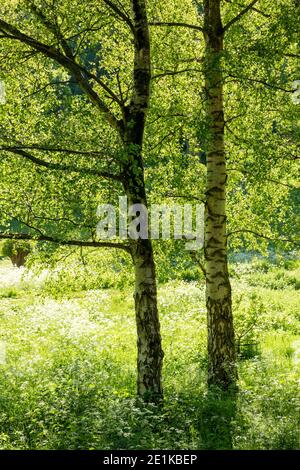 Sunlight through a pair of Silver Birch trees, Betula pendula, and cow parsley at Swinbrook in The Cotswolds in Oxfordshire, UK Stock Photo