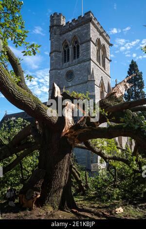 Damaged fallen ancient English oak tree, Quercus, in churchyard of a traditional parish church after period of stormy windy weather in Greater London, Stock Photo