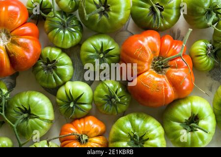Striking red and green colours of home grown British tomatoes freshly plucked from a vine and placed on a china platter on a rustic table in England Stock Photo