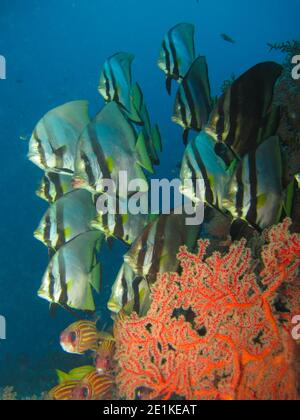 School of tropical fish of Dusky Batfish (Platax pinnatus) Stock Photo