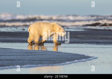 Polar bear (Ursus maritimus) in the Arctic Circle of Kaktovik, Alaska Stock Photo