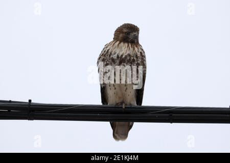 Red Tailed Hawk Juveniles flying and landing Stock Photo