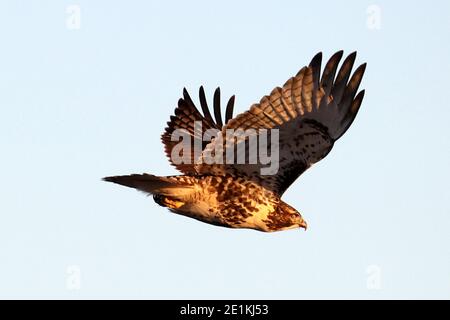 Red Tailed Hawk Juveniles flying and landing Stock Photo