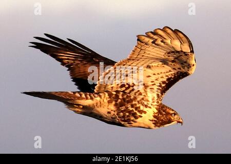 Red Tailed Hawk Juveniles flying and landing Stock Photo