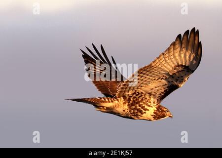 Red Tailed Hawk Juveniles flying and landing Stock Photo