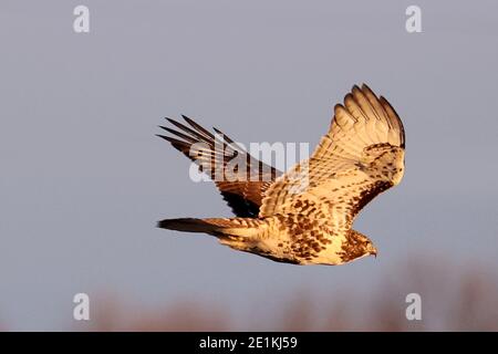 Red Tailed Hawk Juveniles flying and landing Stock Photo
