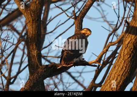 Red Tailed Hawk Juveniles flying and landing Stock Photo