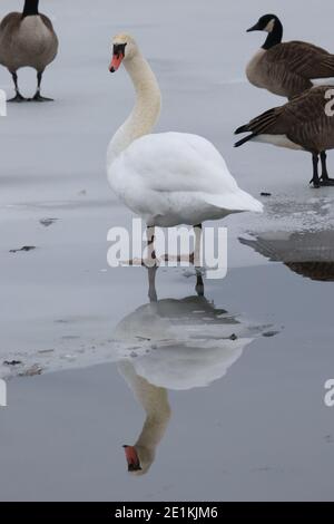 Mute Swans in winter in icy lake Stock Photo