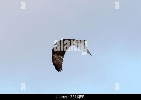 Red Tailed Hawk Juveniles flying and landing Stock Photo