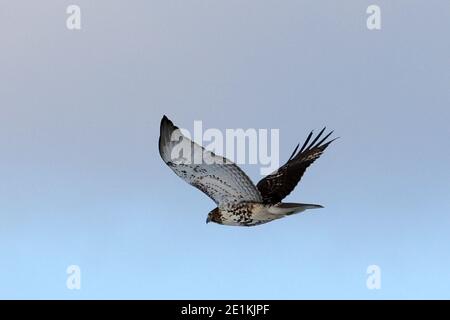 Red Tailed Hawk Juveniles flying and landing Stock Photo