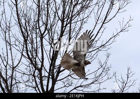 Red Tailed Hawk Juveniles flying and landing Stock Photo