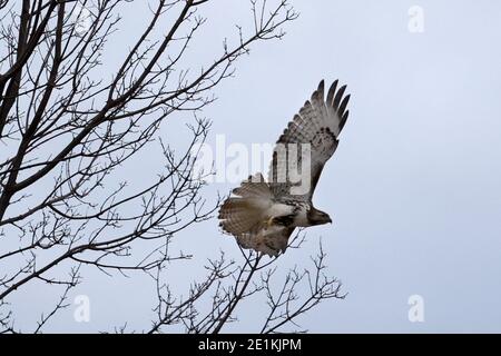 Red Tailed Hawk Juveniles flying and landing Stock Photo