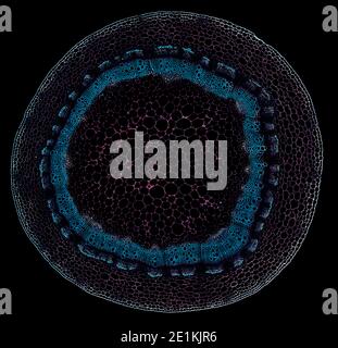 Lateral Roots Microscope science micrograph plant root Stock Photo - Alamy