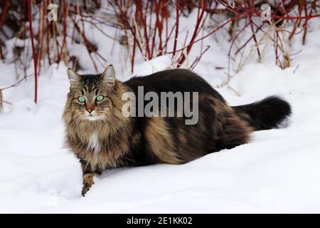 A female Norwegian Forest Cat running through the snow in winter Stock Photo