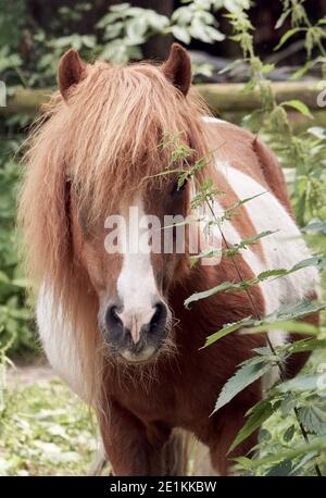 Close-up of a chestnut and white pony with long mane in paddock looking at camera Stock Photo