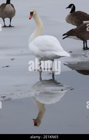 Mute Swans in winter in icy lake Stock Photo