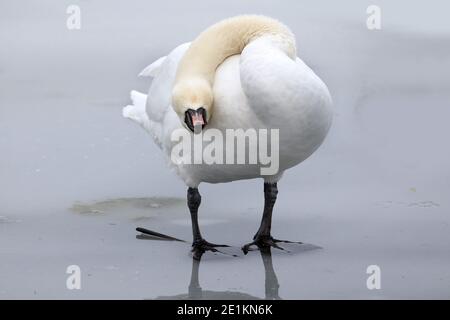 Mute Swans in winter in icy lake Stock Photo