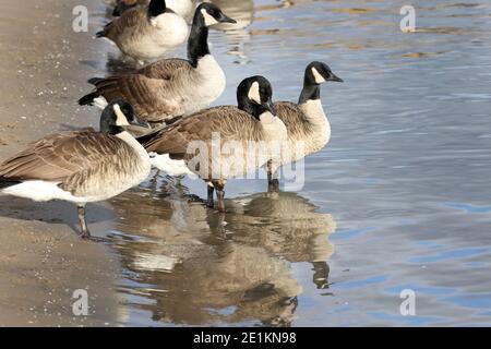 Canada geese swimming and flying at the lake in winter Stock Photo