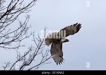 Red Tailed Hawk Juveniles flying and landing Stock Photo