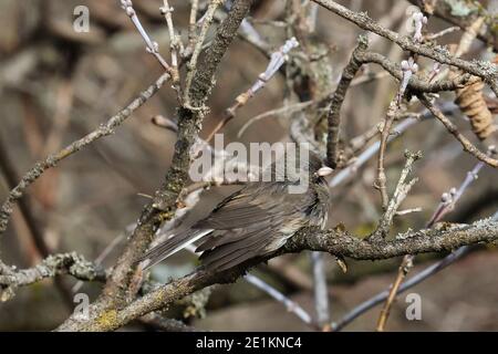 Juncos in trees drying off after bath Stock Photo