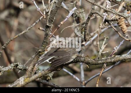 Juncos in trees drying off after bath Stock Photo