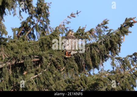 Red Tailed Hawk Juveniles flying and landing Stock Photo
