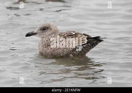 Murray Canal, Trent Waterway System Stock Photo