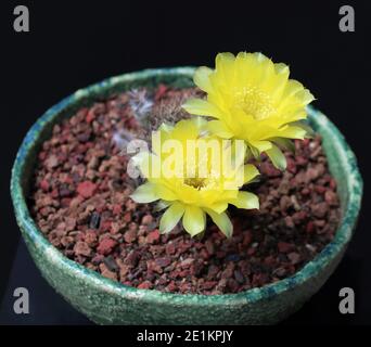 Echinopsis Leucomalla, Lobivia Aurea var. Leucomalla, Golden Easter Lily Cactus. Stock Photo