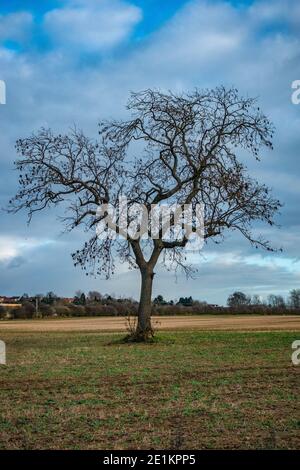 silhouette of single tree alone in the centre of a field Stock Photo