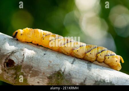 Acherontia atropos Caterpillar, the (African) death's-head hawkmoth, Death's-head hawk moths are large, ranging from 3.5 to 5 inches (80-120 mm) Stock Photo