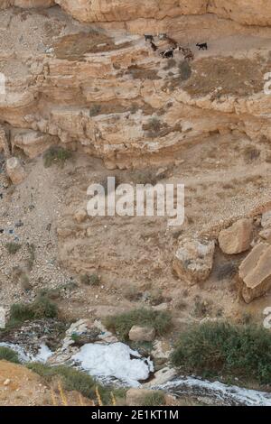 The Holy Lavra of Saint Sabbas, known in Syriac as Mar Saba is a Greek Orthodox monastery overlooking the Kidron Valley at a point halfway between the Stock Photo