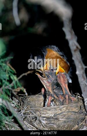 American robin (Turdus migratorius) adult feeding chicks Stock Photo