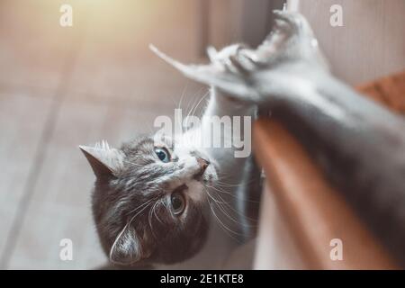 A hungry cat steals fish from the cutting board on the table.  Stock Photo