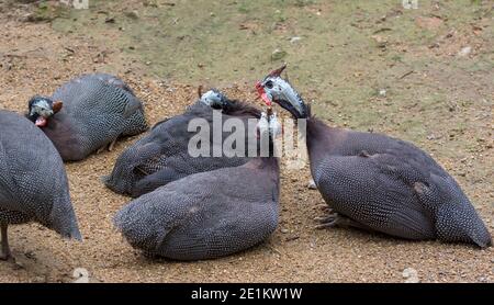 Guinea fowls, birds of the family Numididae in the order GalliformesGuineafowl Stock Photo