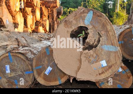 Logging activities in the Brazilian Rainforest causes large scale deforestation and land erosion Stock Photo