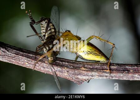 jumping spider eating flies isolated on black background. predatory animal ecosystem in the wild. a spider with a transparent yellow body on a tree br Stock Photo