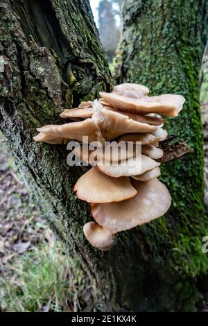 Tree fungus growing out of a tree trunk Stock Photo