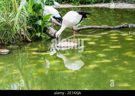 A white stork  standing on pond in tropical nature reserve Stock Photo