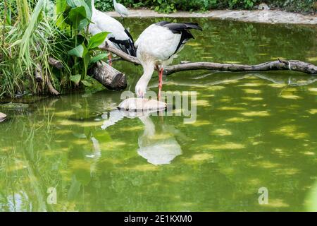 A white stork  standing on pond in tropical nature reserve Stock Photo