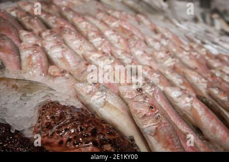 Chilled fish on ice at hypermarket. Red scorpionfish and red mullet fish Stock Photo